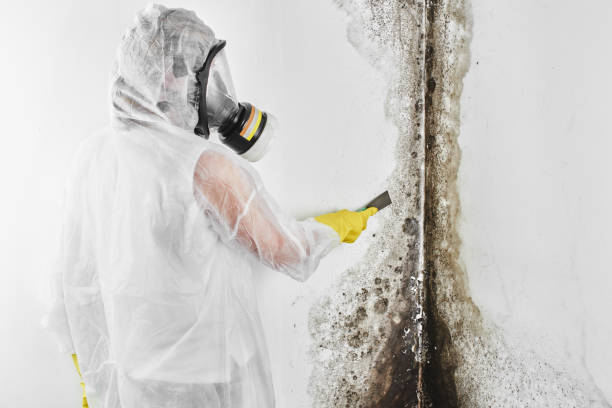 Why You Should Choose Our Mold Remediation Services in Calvert, TX